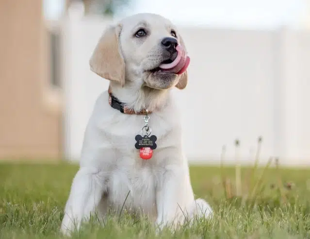Labrador is the favourite Aussie dog and fourth cutest dog breed on the golden ratio