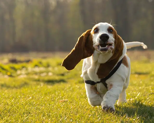 Basset Hound is one of the cutest dog breeds on the golden ratio scale