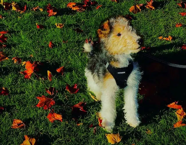 Wire Fox Terrier is considered third cutest dog breed according to the Golden Ratio