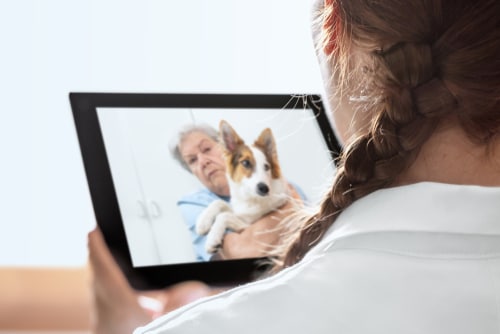 shot from the back of a vet in white coat doing an online call with an elderly woman and her jack russel