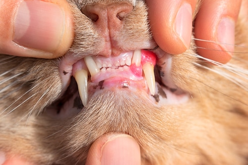 close up of pet ginger cat's mouth and teeth with dental condition - inflamed red swollen gum on top right corner