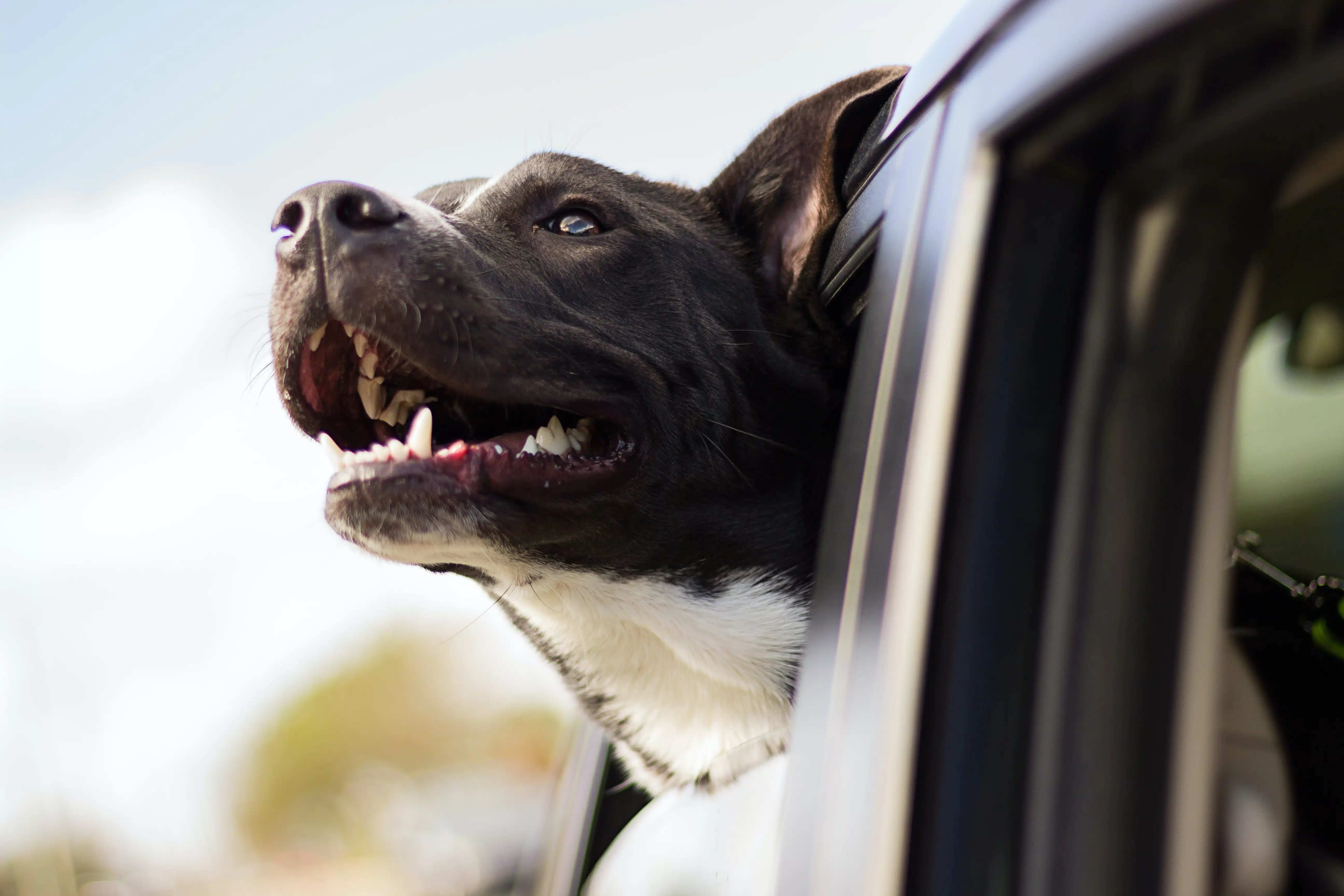 As it sticks its head out the window, this cute black dog shows off its healthy teeth.