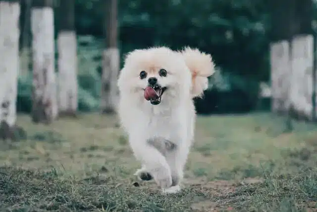Description: Cute white pomeranian dog running in the park - pomeranian stock videos & royalty-free footage.