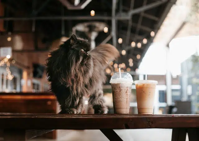 Visit a cat café on Hug Your Cat Day