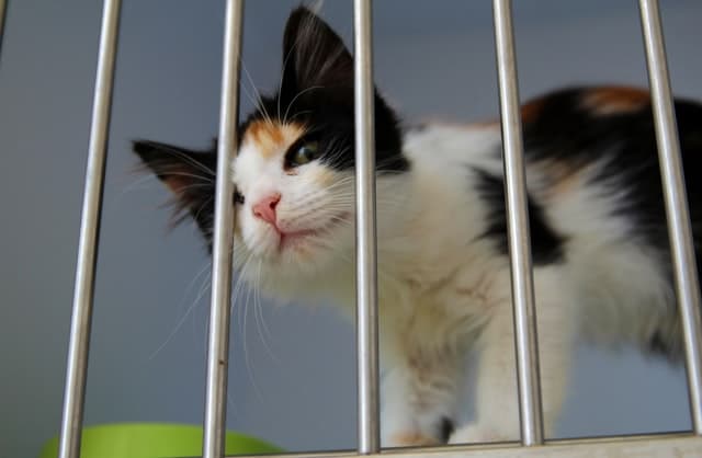 Donate to a cat shelter or spend time as a volunteer