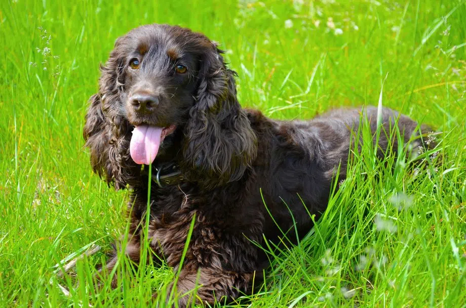This Irish Water Spaniel is one of the cutest dog breeds 