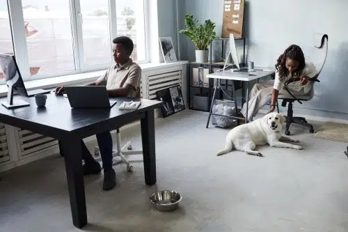 Colleagues celebrate Bring Your Dog to Work Day on 24 June