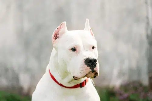 Dogo Argentino is a new dog breed 