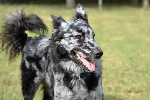 Mudi is the most recent new dog breed added to AKC's dog register