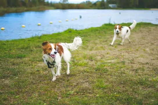 Nederlandse Kooikerhondje was originally a duck hunter