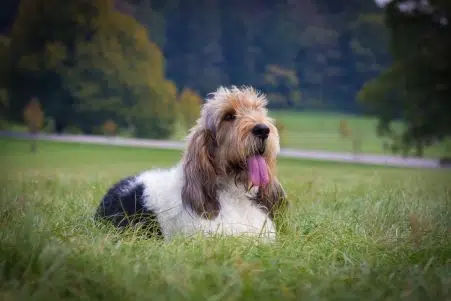 Grand Basset Griffon Vendeen is a new dog breed with a grand name and a modest history