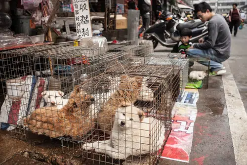 dogs in cage in Chinese market, with potential buyers in the background