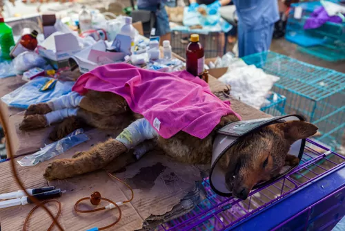Vets treat wounded dogs in a shelter, having rescued them from the Yulin Dog Meat Festival