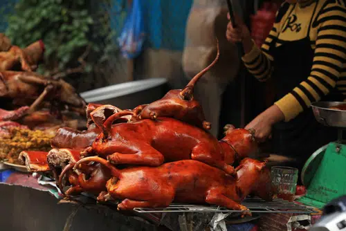 A woman cooking dog meat in Vietnam for the Yulin Dog Meat Festival