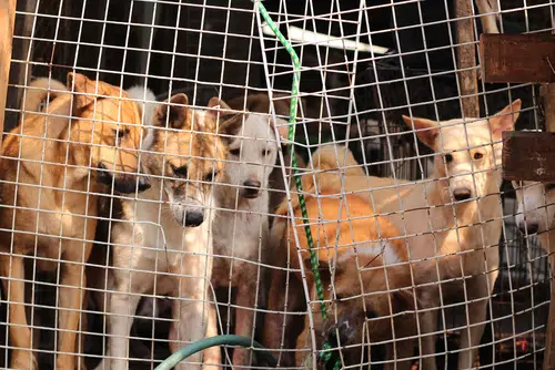 A group of dog in a cage at the Yulin Dog Meat Festival