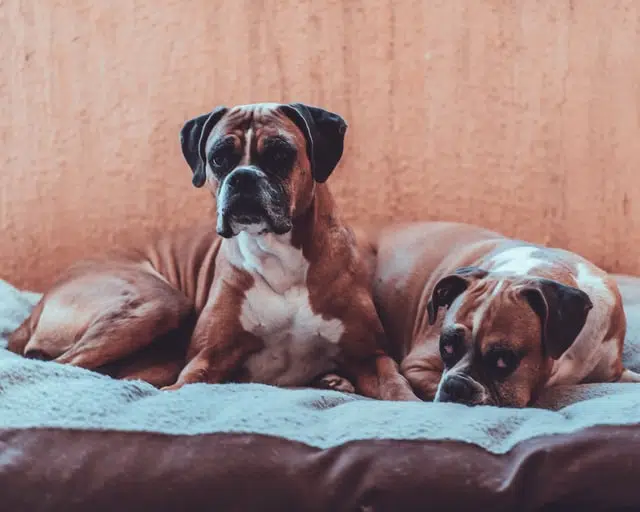 two tan boxer dogs lying next to one another on dog bed