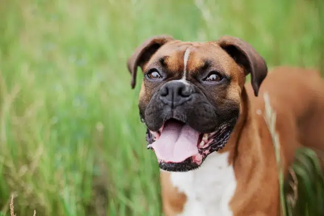 close up of adult boxer face