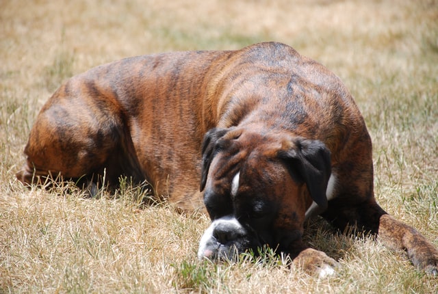 boxer dog with down syndrome