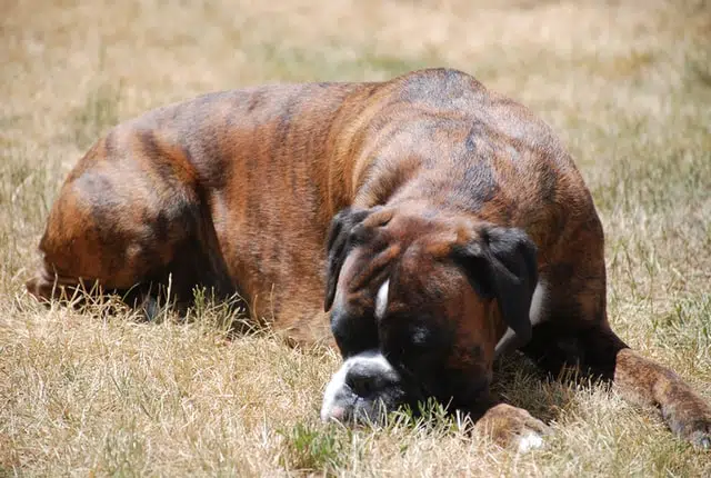 brown boxer dog lying in long grass. caring for an abused dog can be very rewarding
