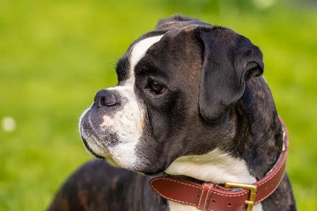 black and white boxer puppy face close up