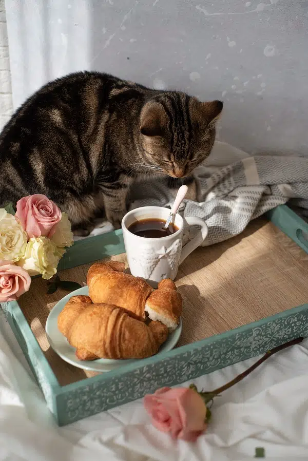 this cat by a breakfast tray may be wondering what do cats like to eat for breakfast