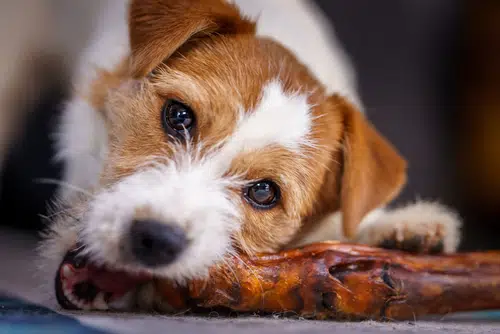 wirehaired jack russell dog eats bones on the floor with lip curled up