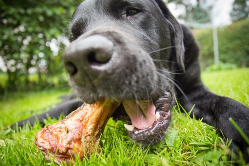 close up on nose of black labrador dog who is eating a bone on the grass outside