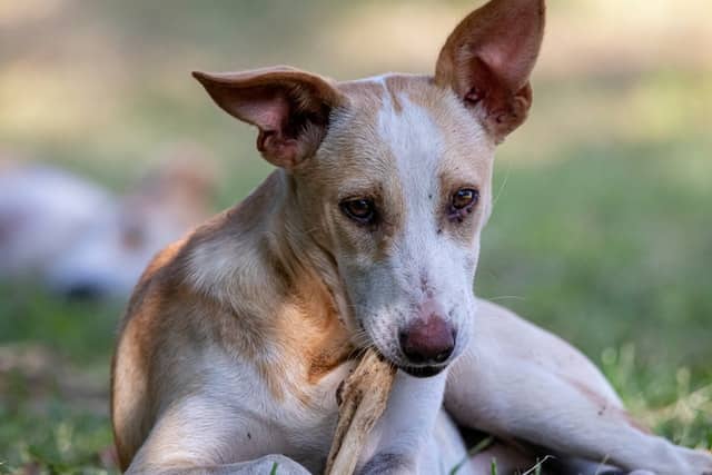 pointy eared medium sized mixed breed dogs eats bone carefully outside