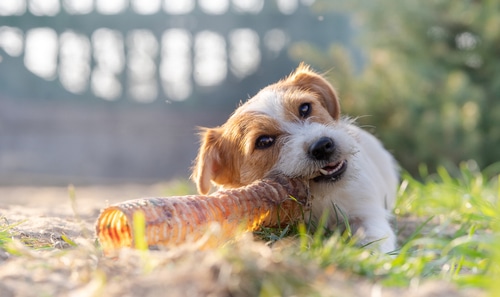 wirehaired jack russell dog eating trachea chew instead of raw bones as a treat on grass outside