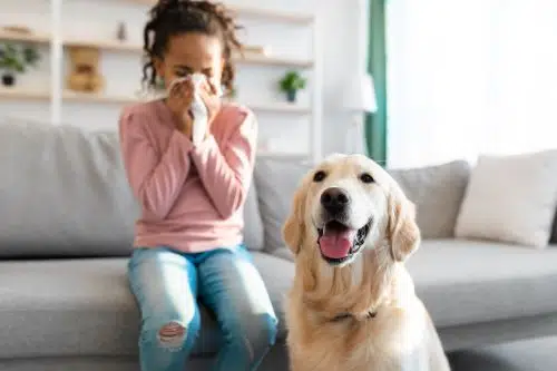 girl gets hay fever from Labrador fur