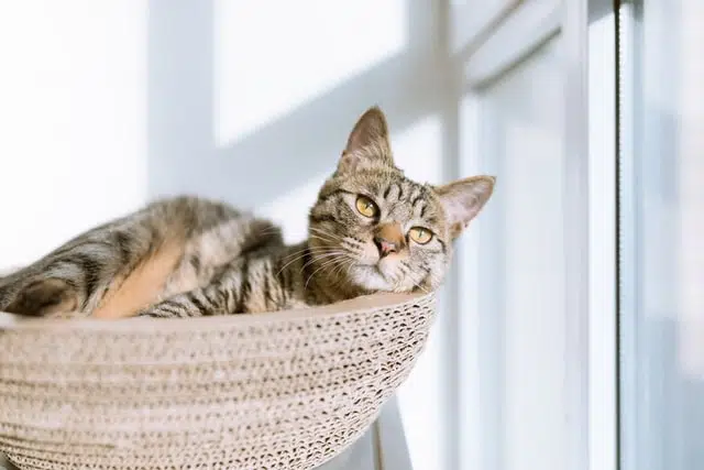 cat allergy sufferer creates a 'pet zone' for their cat