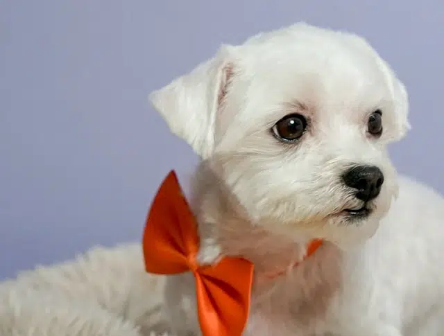 Maltese dogs have hair not fur, which is said to cause fewer dog allergies