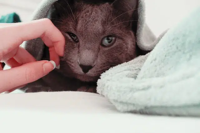 Russian blue cat
