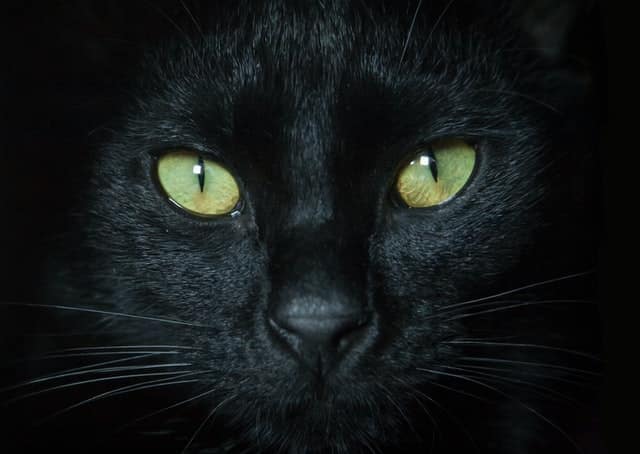 close up of green eyes on black cat