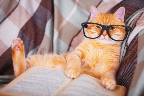 ginger cat in glasses lying with book in his paws - cats are near sighted so might need glasses to see!