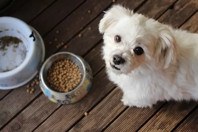 small hite fluffy dog sitting on floor in front of bowl of dry food kibble and staring at camera but not eating