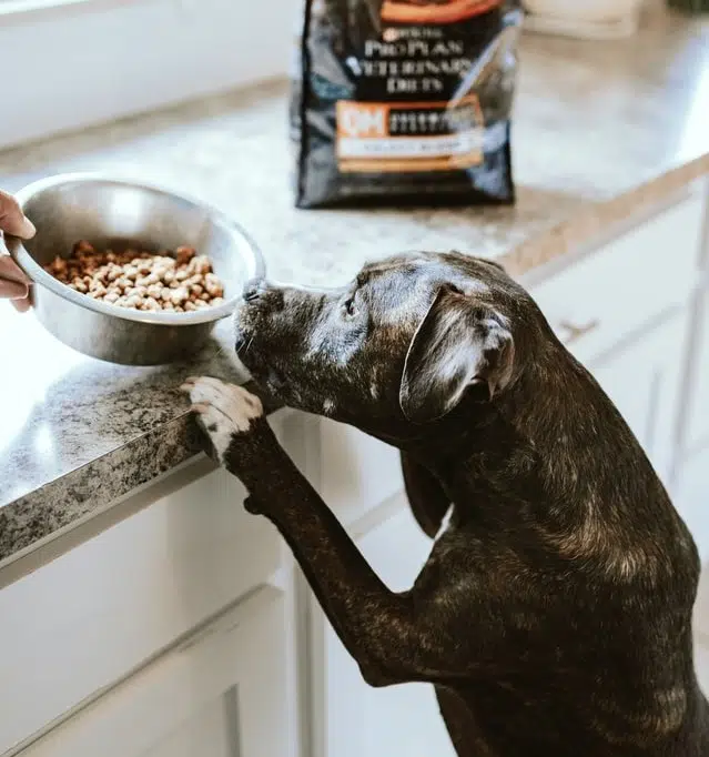 tall black dog eats dry food from bowl on counter top on kitchen