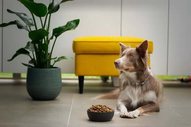 brown and white australian shepherd dog lying in front of bowl of dry food looking away from it