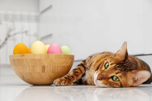 An easter cat with bowl of eggs in white modern interior lying down on the floor wondering can cats eat eggs?