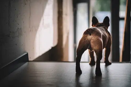 dog photographed from the back looking into the distance and glad it does not have luxating patella