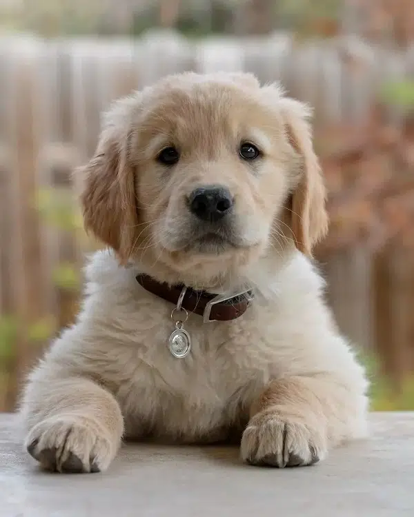 This picture shows a puppy Labrador article explaining the difference between Pedigree vs purebred