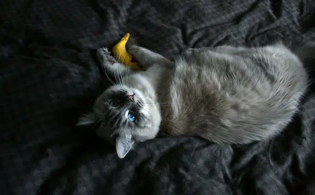 A Ragdoll kitten playing with catnip toy wondering can cats eat banana
