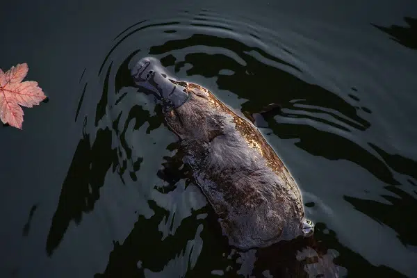 This image shows a platypus in a lake, something that you might see on a winter road trip vacation.