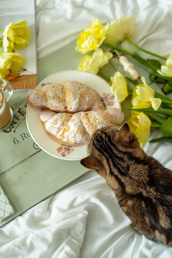 This cat is looking at some croissants while wondering What Do Cats Like To Eat For Breakfast