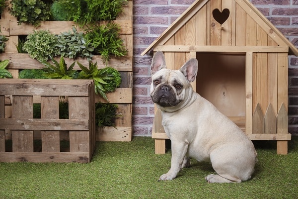 Portrait of french bulldog with dog house and vertical garden