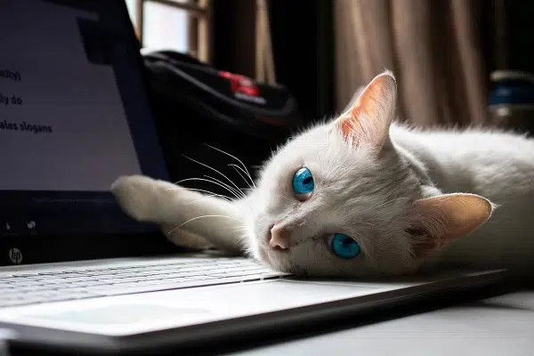 This picture shows a white cat with blue eyes lying on a laptop in an article explaining the difference between Pedigree vs purebred