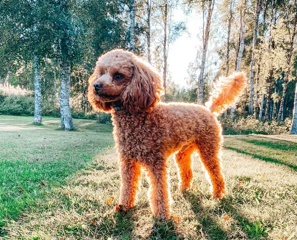 Is this golden poodle standing on grass in front of sunlight purebred or pedigree?