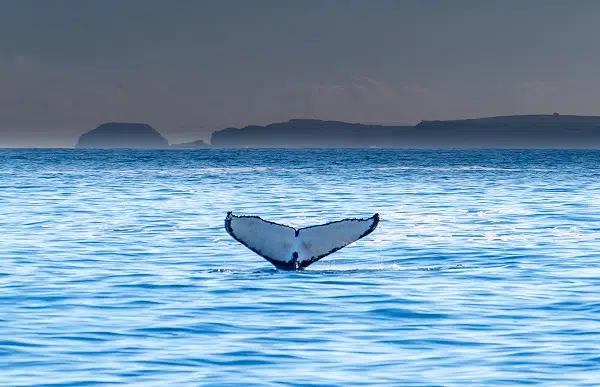 This image shows a whale's tail in the ocean, something that you might see on a winter road trip vacation.