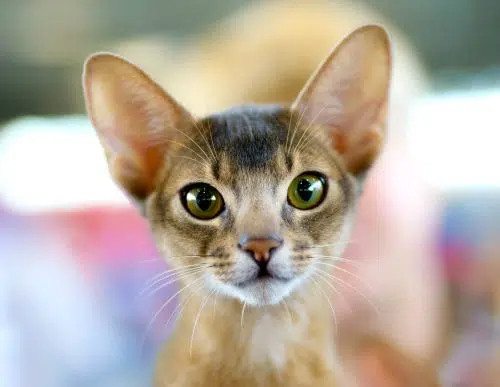 A kitten looking up. Her pet parents may be thinking of pet insurance quotes