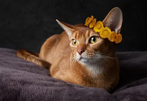 Abyssinian cat wearing a flower band